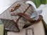 Gucci Horsebit 1955 Small Top Handle Bag in Beige GG Canvas