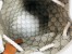 Gucci Mini Drawstring Bag in Canvas with Gucci Print