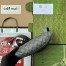 Gucci Ophidia Belt Bag in Grey GG Supreme Canvas